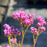 Limonium gmelini subsp. hungaricum
